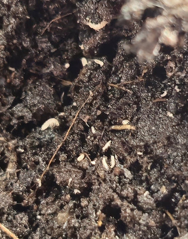 temperate springtails